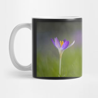 Purple Crocus with a Soft Background Mug